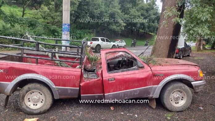 arbol caido
