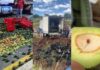 Crece tensión entre aguacateros y transportistas en Peribán; denuncian presunta presencia de barrenador en cargamentos