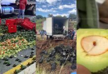 Crece tensión entre aguacateros y transportistas en Peribán; denuncian presunta presencia de barrenador en cargamentos
